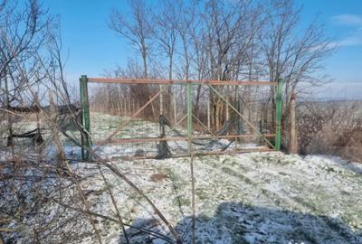 Teren de 50000 mp, în Ciorani - 5