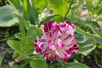 Casă în Mitreni - 3