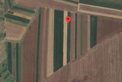 Teren de 10000 mp, în Plenița - 3