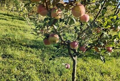 Casă individuală cu 8 camere cu Teren 4906 Mp în Central - 14