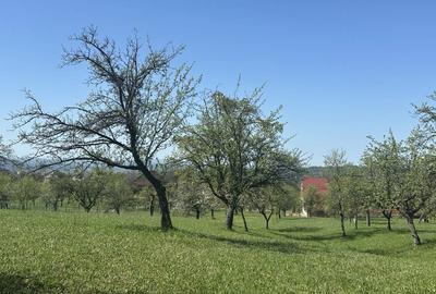 Spațiu comercial, în Baia Sprie - 4