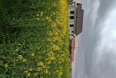 Teren de 11693 mp, în Cornești - 3