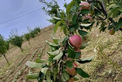 Casă cu 3 camere în Central - 2