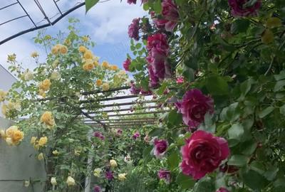 Vand casa mica cu gradina racoroasa(schimb) - 4