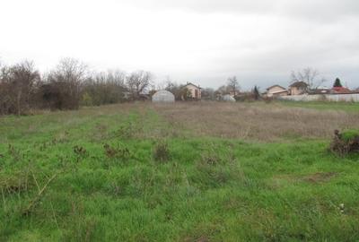 Cornetu - Crizantemelor, Stradal - 5