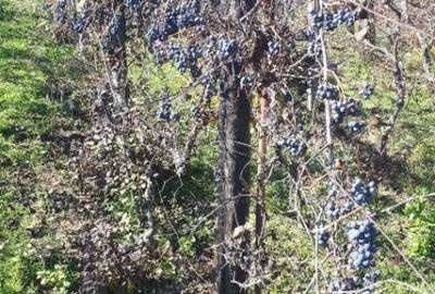 Teren în Cristian - 9