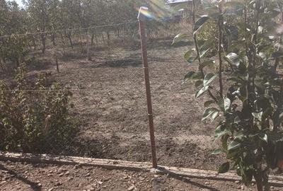 Casa de vanzare in Alio? jude?ul Timi? - 5