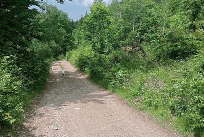 Spațiu comercial, în Scărișoara - 1