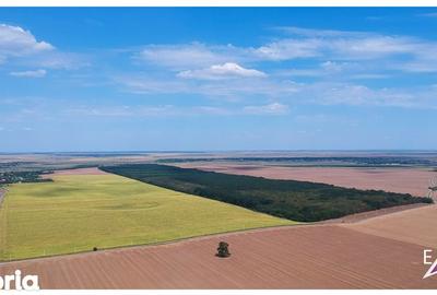 Teren de 9300 mp, în Frumușani