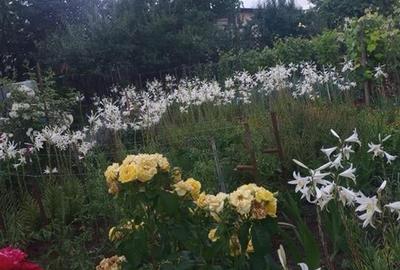 Bacau ,  Vila, la 5 minute de Centrul Orasului - 13