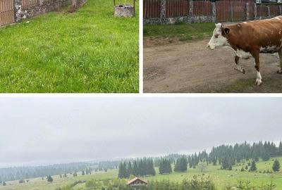 Casă cu 7 camere cu Teren 1000 Mp în Beliș - 3