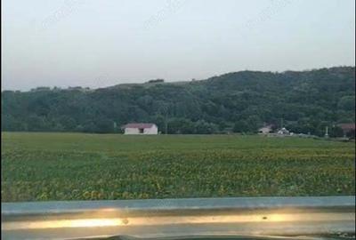 Teren de 500000 mp, în Borăscu - 1