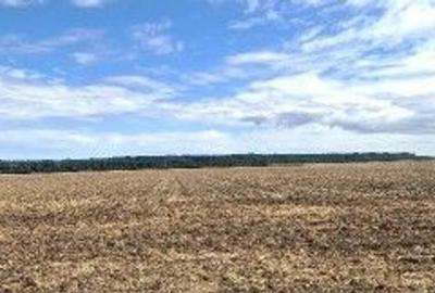 Teren de 2500 mp, în Brănești - 3