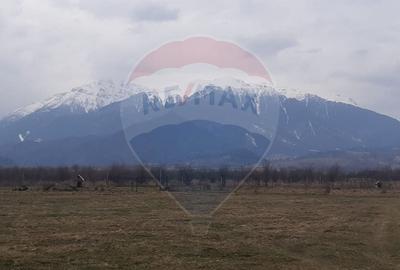 Teren agricol extravilan de 10000 mp, în Pănicel - 7