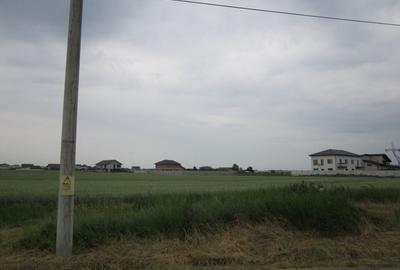 Domnesti-Narciselor - 10