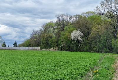 Snagov, langa padurea Snagov, Izvorani, teren intravilan 2.300 mp Snagov, langa padurea Snagov, Izvorani, teren intravilan 2.300 mp - 4