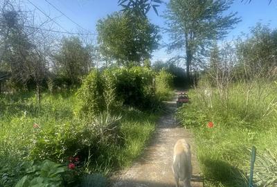 Vand casa sat Podul Doamnei com Clejani - 5