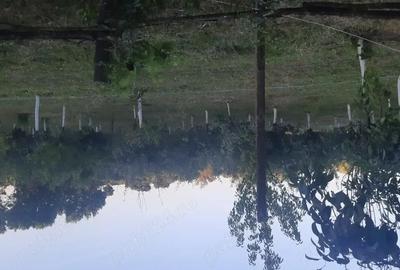 Casă cu 4 camere cu Teren 3400 Mp în Susag - 5