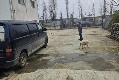 OCAZIE UNICA HALA DORALY 270.000 EURO - 3