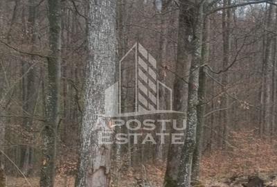 INVESTITIE CU PROFIT RAPID Padure 120+ Ani Fag & Gorun - 5