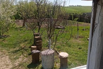 Teren de 700 mp, în Băcălești - 1