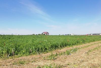 Loturi Teren Intravilan, Vedere la Lac - Frumusani - 3