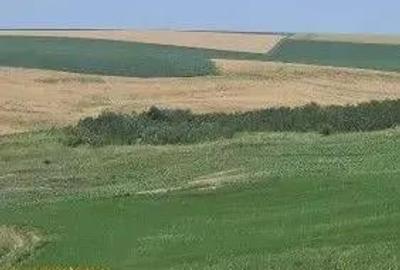 Teren Extravilan Aroneanu, ID: R2577828 - 10