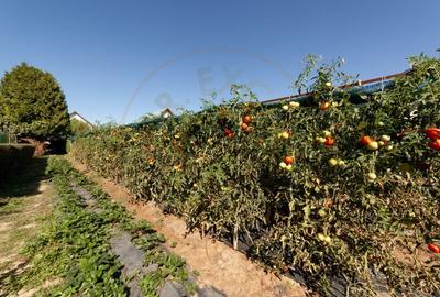 Casa visurilor cu livada roditoare si gradina amenajata - 4