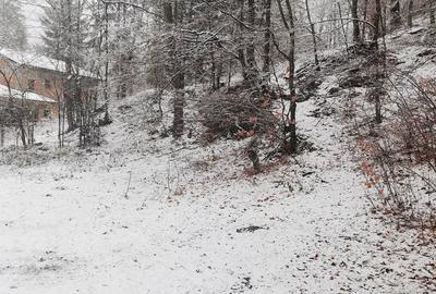 Teren de 4220 mp, în Bușteni - 2