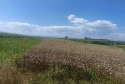 Teren de 10000 mp, în Măneuți - 1