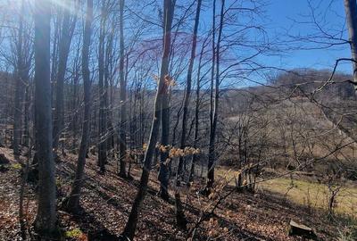 Teren Construcții intravilan de 4985 mp, în Sascut - 14