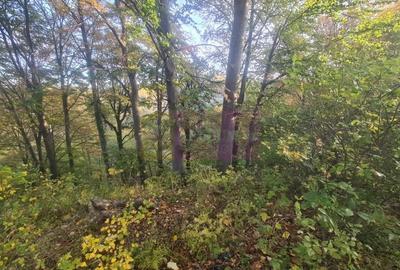 Teren de 3092 mp, în Telega - 17