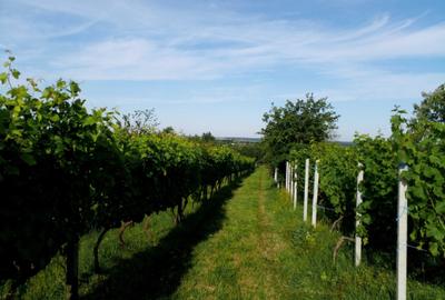 Spațiu comercial, în Ardud - 2