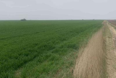 Teren de 50000 mp, în Giarmata - 2