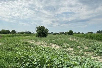 Teren 7.200 mp, de vanzare, loc. Rusi Ciutea, com. Letea Veche, jud. Bacau - 3