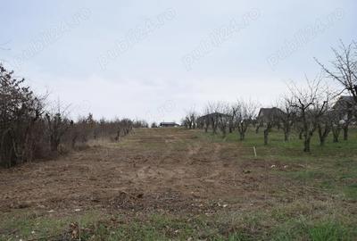 Teren de 2600 mp, în Paleu