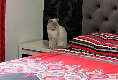 Casă cu 4 camere cu Teren 425 Mp în Ostroveni - 6