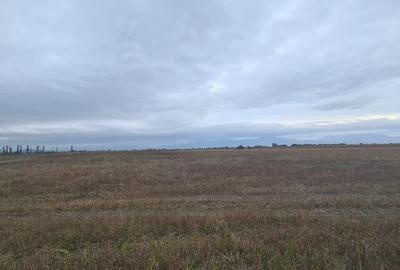 Teren agricol extravilan de 48100 mp, în Hălchiu - 13