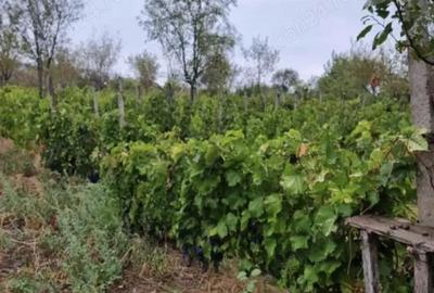 Casă cu 4 camere cu Teren 2700 Mp în Năeni - 3