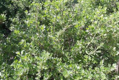 Pitaru, Dambovita - 14