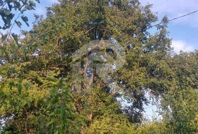 Exclusivitate_Lipia (Gruiu IF)- Casuta Bunicii - 5