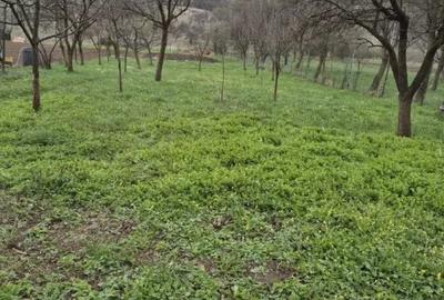 Teren de 1200 mp, în Florești - 3