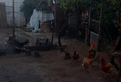 Casă cu 3 camere cu Teren 215 Mp în Central - 1