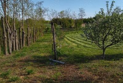 Teren de 2500 mp, în Mihăilești - 4