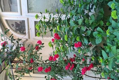 Casă cu 1 camere cu Teren 220 Mp în Central - 3