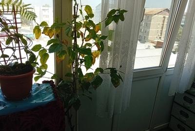 Apartament cu 3 camere decomandat în Central - 2