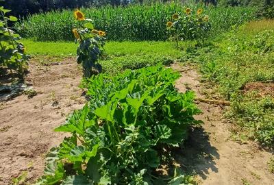 Teren pentru casa si gradina - 2