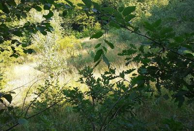 Roscani-Dobra-Teren Cabana-10km A1-Posibilitate Rate - 4