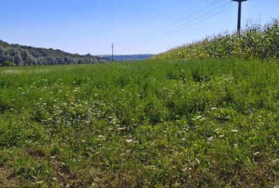 Teren de 2000 mp, în Pătrăuți - 2