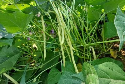 Teren pentru casa si gradina - 3